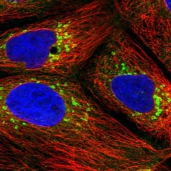 ARFGAP1 Antibody, Novus Biologicals:Antibodies:Primary Antibodies
